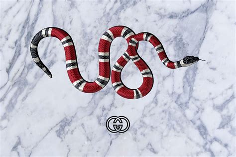 gucci snakes wallpaper hd|supreme gucci snake background.